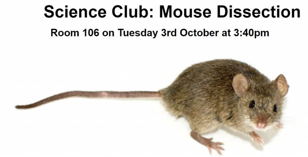 Science Club Mouse Dissection Chelsea Academy